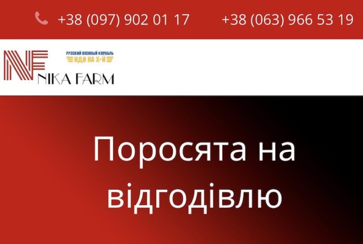 Поросята датської генетики на відгодівлю