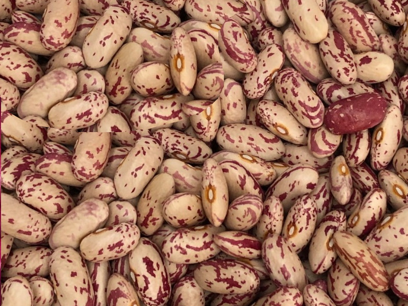 Сортова квасоля — великий вибір сортів, висока якість продук