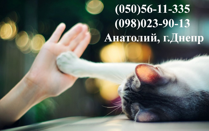 Вызов ветеринара на дом Днепр