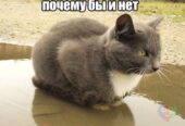 Вызов ветеринара на дом Днепр