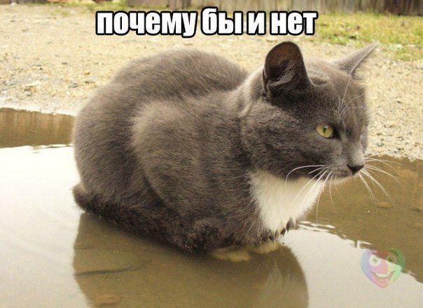 Вызов ветеринара на дом Днепр