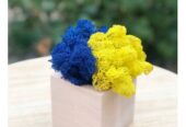 Промо-сувеніри. Кашпо зі стабілізованим мохом