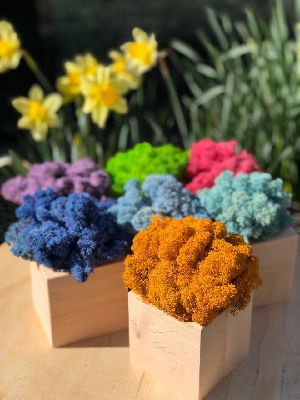 Промо-сувеніри. Кашпо зі стабілізованим мохом