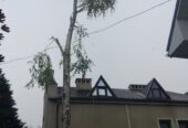 Спилим обрежем деревья, удалим поросли