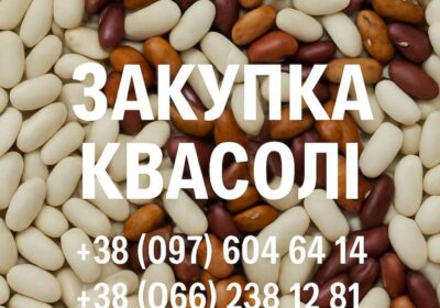 bean procurement square