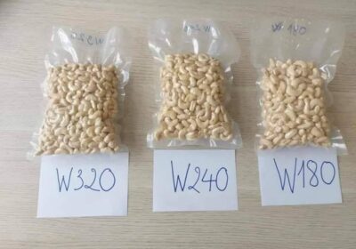 raw cashew nuts