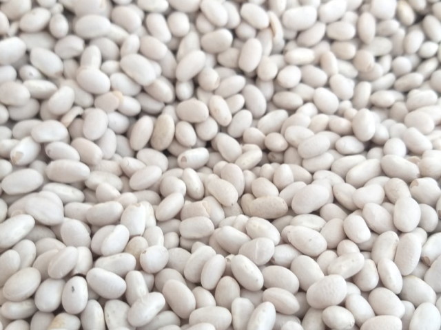 Квасоля на продаж. 20 видів сортової квасолі