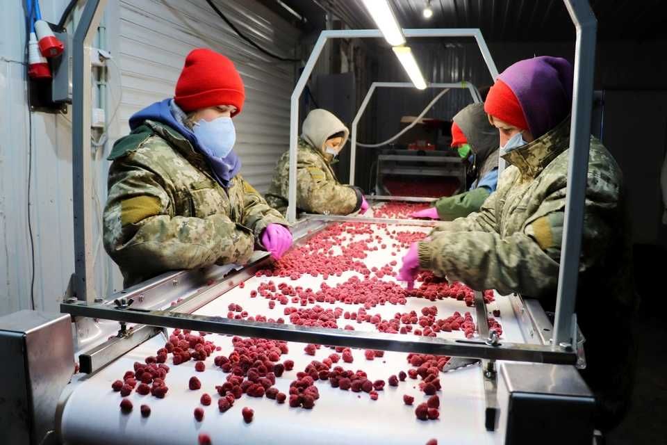 Холодильна та морозильна камери для Заморозки малини і суниц