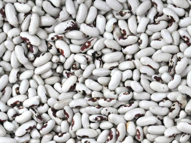 Квасоля в асортименті. Перевірені сорти