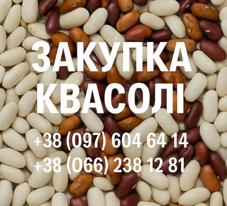 Купуємо квасолю білу та кольорову. Самовивіз