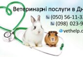 Ветеринар на дім Дніпро – Кастрація, Стерилізація,
