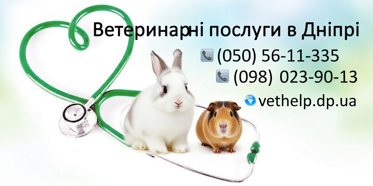Ветеринар на дім Дніпро – Кастрація, Стерилізація,
