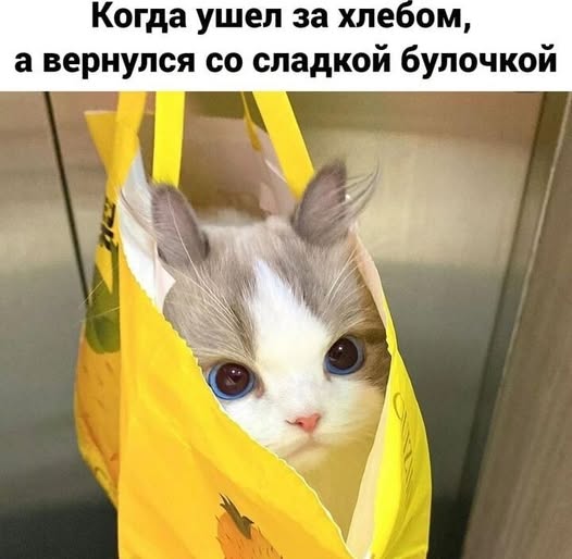 Ветеринар на дім Дніпро – Кастрація, Стерилізація,