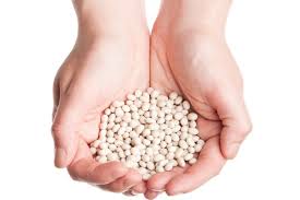 Насіння квасолі. Форвардні контракти. Гарантований викуп вро