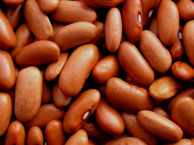 Квасоля сортова Шоколадниця, Ліма, Кофейка, Солдатик та ін