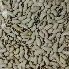 Посівмат квасолі Ред Кідні, Червона Шапочка, Неві Бінс, Пін